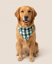 Matching Family Christmas Pajamas, Green Buffalo Plaid — matching pet bandana, studio
